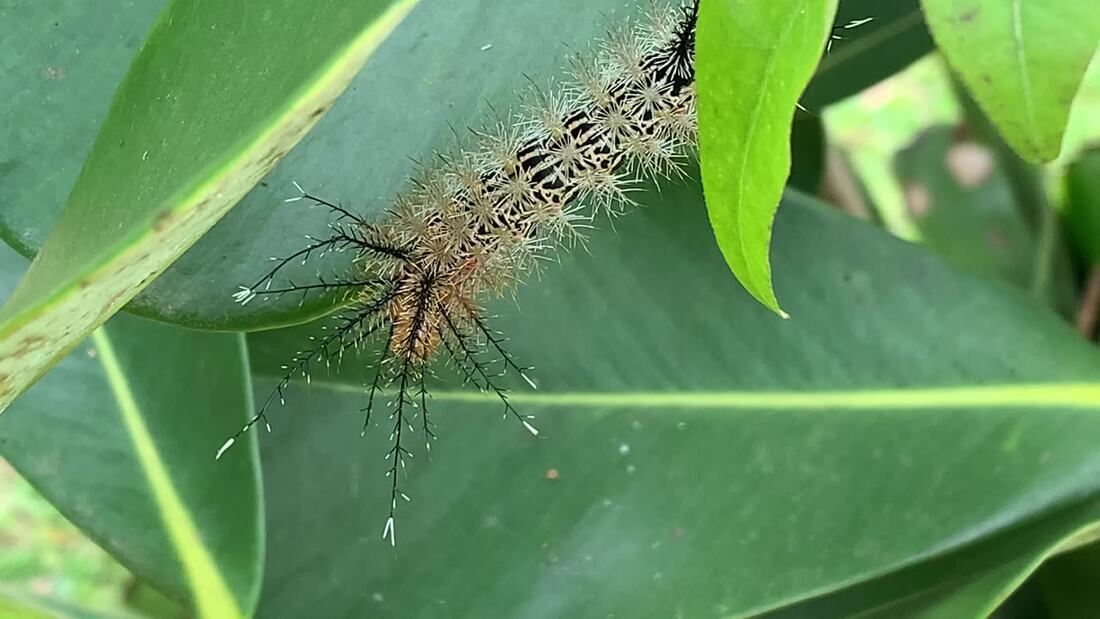 Fauna da Vila