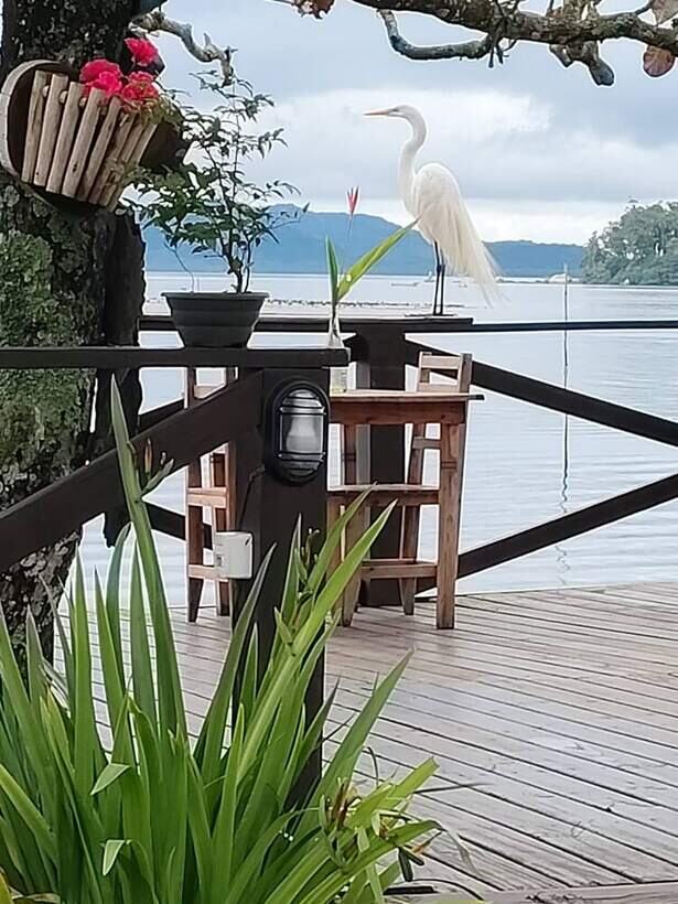 Garça no deck