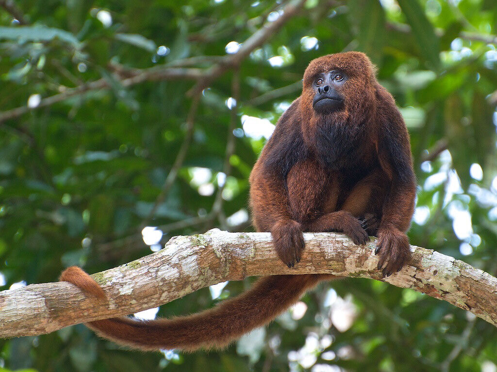 Bugio-ruivo (Alouatta guariba)