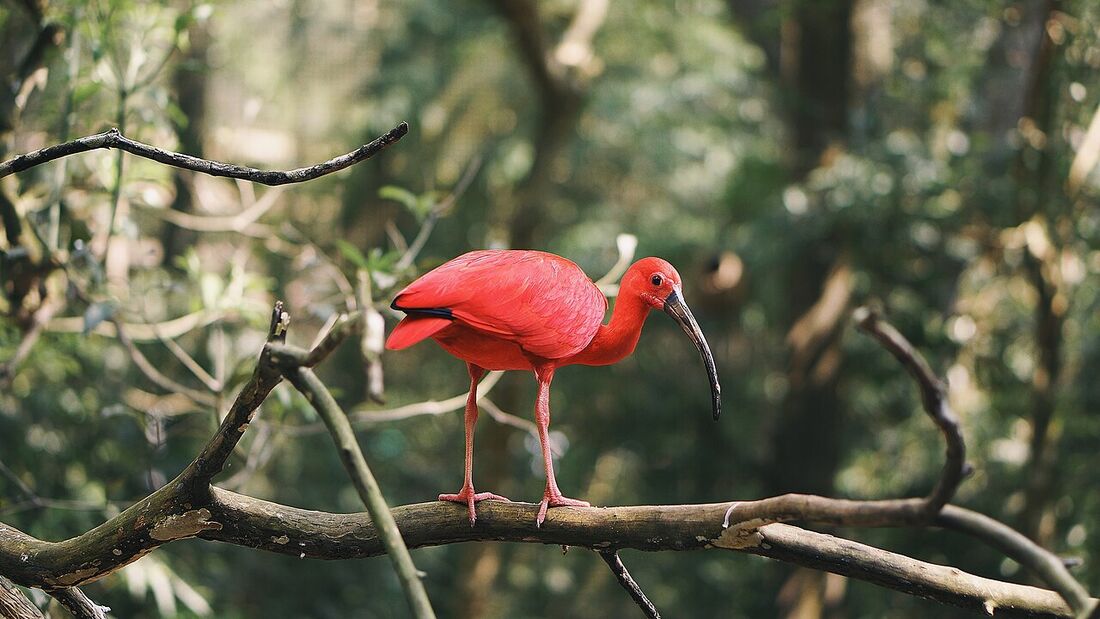 Guará na mata