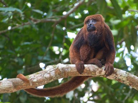Bugio-ruivo (Alouatta guariba)