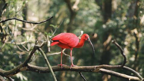 Guará na mata