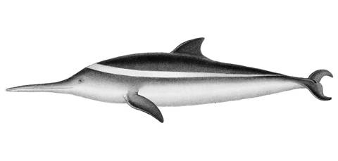 Toninha (Pontoporia blainvillei), ilustração de 1847